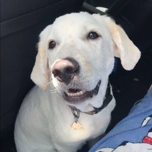 Meet your Posher, Hana